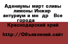 Адениумы,мирт,оливы,лимоны,Инжир, антуриум и мн .др - Все города  »    . Краснодарский край